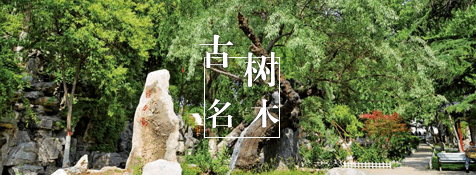 古樹(shù)名木